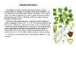 Presentations 'Augi dažādās ekosistēmās', 4.