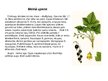 Presentations 'Augi dažādās ekosistēmās', 20.