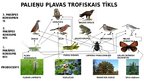 Presentations 'Palieņu pļavas trofiskais tīkls', 1.