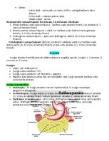 Summaries, Notes 'Gremošanas sistēma', 6.