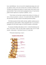 Research Papers 'Muguras sāpes. Ķirurģiskā ārstēšana un aprūpe', 6.