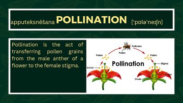 Presentations 'Presentation on Agriculture and Botany Terms: English to Latvian', 9.