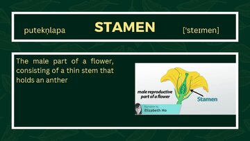Presentations 'Presentation on Agriculture and Botany Terms: English to Latvian', 11.