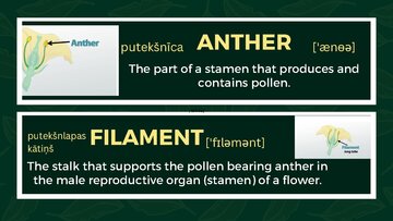 Presentations 'Presentation on Agriculture and Botany Terms: English to Latvian', 12.