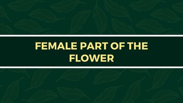 Presentations 'Presentation on Agriculture and Botany Terms: English to Latvian', 13.