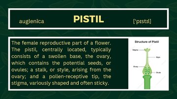 Presentations 'Presentation on Agriculture and Botany Terms: English to Latvian', 14.