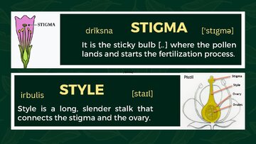 Presentations 'Presentation on Agriculture and Botany Terms: English to Latvian', 15.