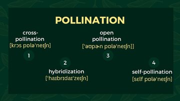 Presentations 'Presentation on Agriculture and Botany Terms: English to Latvian', 19.