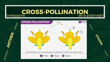 Presentations 'Presentation on Agriculture and Botany Terms: English to Latvian', 20.