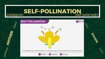 Presentations 'Presentation on Agriculture and Botany Terms: English to Latvian', 21.