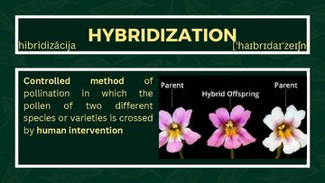 Presentations 'Presentation on Agriculture and Botany Terms: English to Latvian', 22.
