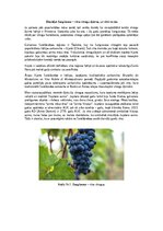 Summaries, Notes 'Dievišķā Sangiovese – vīna vīnogu šķirne, un vīni no tās', 1.