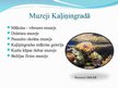Presentations 'Baltijas jūras piekrastes zona. Krievijas Kaļiņingradas apgabala piekraste', 13.