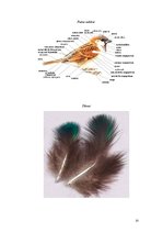 Research Papers 'Putnu spalvas un to nozīme', 10.
