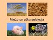 Presentations 'Cūku un miežu selekcija Latvijā', 1.