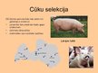 Presentations 'Cūku un miežu selekcija Latvijā', 5.
