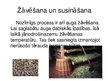 Presentations 'Garšaugu apstrāde, zāļu tēju ražošana', 13.