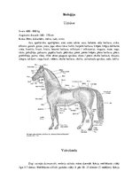 Research Papers 'Latvijas zirgs', 3.