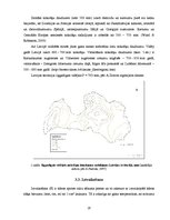 Term Papers 'Latvijas upju baseinu ūdens bilances rādītāju noteikšana', 19.