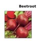 Presentations 'Beetroot', 1.