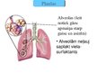 Presentations 'Cilvēka elpošanas orgānu sistēmas uzbūve un funkcijas', 4.