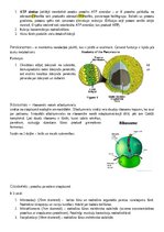 Summaries, Notes 'Šūnas organoīdi', 3.