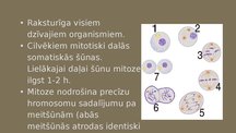 Presentations 'Mitoze', 2.