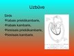 Presentations 'Asinsrites un limfrites orgānu sistēma', 6.