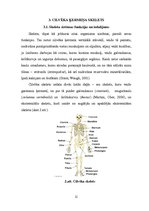Research Papers 'Cilvēka skeleta uzbūve un tā īpatnības dažādos vecumos', 11.