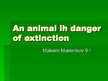 Presentations 'An Animals in Danger', 1.