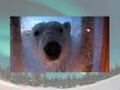 Presentations 'Polar Bears', 6.