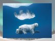 Presentations 'Polar Bears', 7.