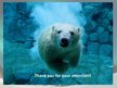 Presentations 'Polar Bears', 11.