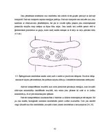 Term Papers 'Autosvārstību modeļu pielietojums biomehānisku spēku sistēmu analīzē', 42.