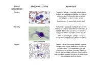 Presentations 'Baltās asins šūnas - to nozīme un funkcijas organismā', 1.