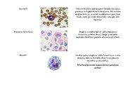 Presentations 'Baltās asins šūnas - to nozīme un funkcijas organismā', 3.