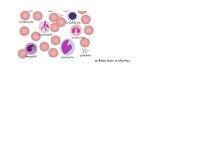 Presentations 'Baltās asins šūnas - to nozīme un funkcijas organismā', 4.