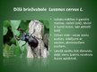 Presentations 'Latvijā aizsargājamo kukaiņu sugas', 3.