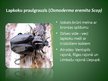 Presentations 'Latvijā aizsargājamo kukaiņu sugas', 7.
