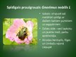 Presentations 'Latvijā aizsargājamo kukaiņu sugas', 8.