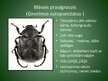 Presentations 'Latvijā aizsargājamo kukaiņu sugas', 10.