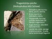 Presentations 'Latvijā aizsargājamo kukaiņu sugas', 11.