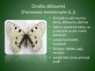 Presentations 'Latvijā aizsargājamo kukaiņu sugas', 12.