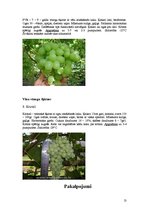 Business Plans 'Vīnogu un vīnkoku stādu audzēšana', 13.