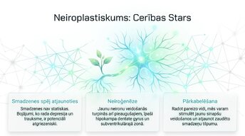 Presentations 'Depresija, trauksme un smadzeņu neiroplastiskums', 9.