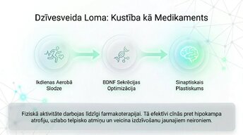 Presentations 'Depresija, trauksme un smadzeņu neiroplastiskums', 11.