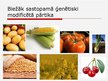 Presentations 'Ģenētiski modificēta pārtika', 4.