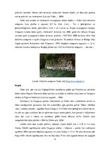 Research Papers 'Doles salas ekosistēmas raksturojums', 6.