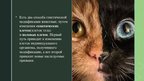 Presentations 'Генная инженерия животных', 4.