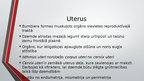 Presentations 'Sievietes uroģenitālā anatomija', 14.
